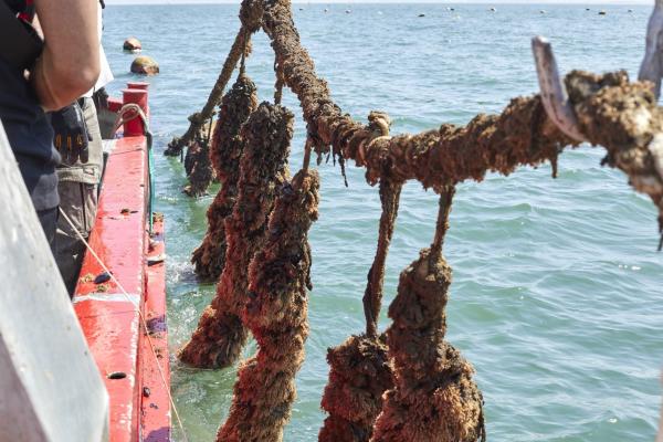 Onze zee is van slag